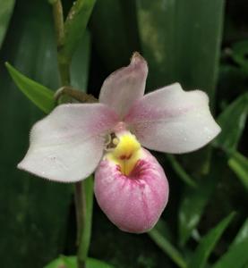 Phragmipedium schlimii