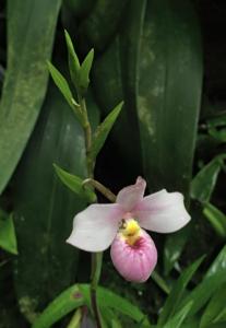 Phragmipedium schlimii