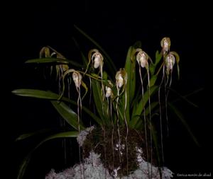 Phragmipedium warszewiczianum