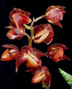 Mormodes warszewiczii