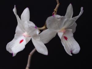 Dendrobium annae