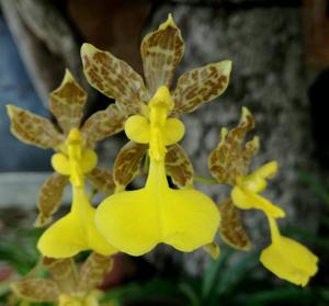 Oncidium unguiculatum