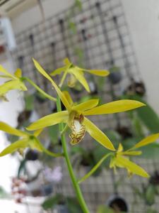 Dendrobium mirbelianum