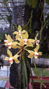 Paraphalaenopsis denevei