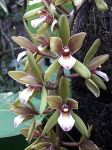 Cymbidium atropurpureum