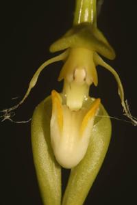 Bulbophyllum appendiculatum