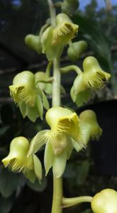 Catasetum gardneri