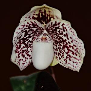 Paphiopedilum leucochilum