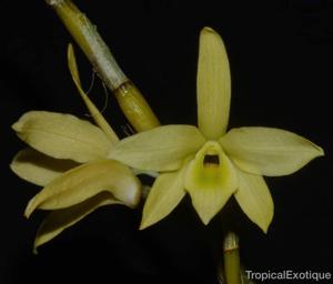 Dendrobium wilsonii