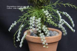 Phymatidium delicatulum