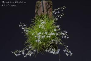 Phymatidium falcifolium