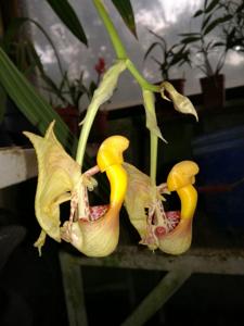 Coryanthes picturata