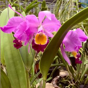 Cattleya wallisii