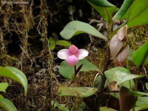 Phragmipedium andreettae