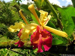 Cattleya dowiana var. aurea