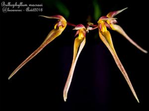 Bulbophyllum macraei