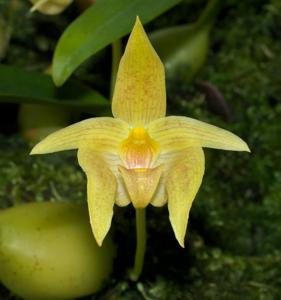 Bulbophyllum orectopetalum