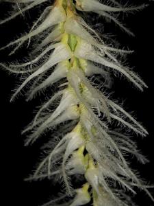 Bulbophyllum comosum