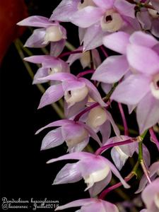 Dendrobium hercoglossum