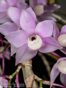 Dendrobium hercoglossum