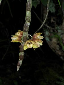 Dendrobium serratilabium