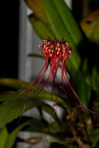 Bulbophyllum gracillimum