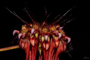 Bulbophyllum gracillimum