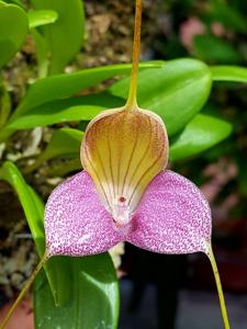 Masdevallia caudata