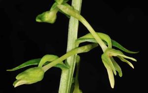 Platanthera stenantha