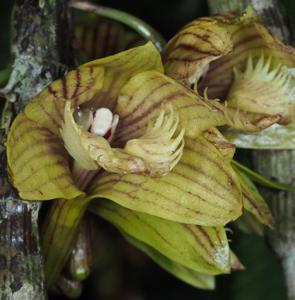 Dendrobium serratilabium