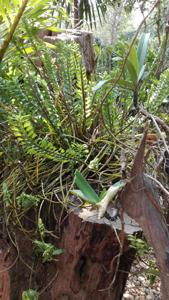 Dendrobium ellipsophyllum