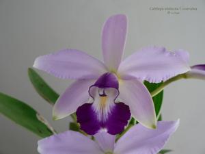 Cattleya violacea