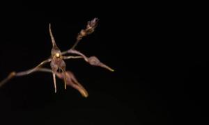 Platystele examen-culicum