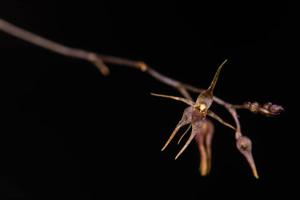 Platystele examen-culicum