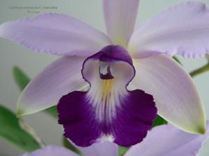 Cattleya violacea