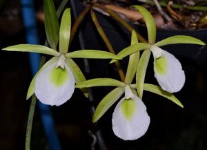 Brassavola tuberculata