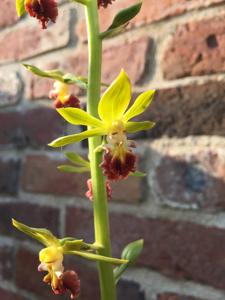 Calanthe tricarinata