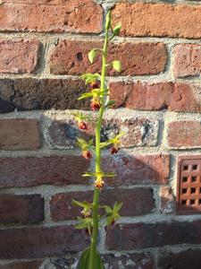 Calanthe tricarinata