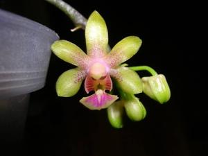 Phalaenopsis deliciosa subsp. hookeriana