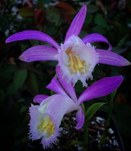 Pleione formosana