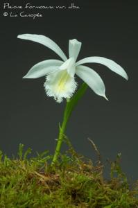 Pleione formosana