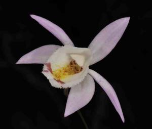 Pleione hookeriana