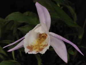 Pleione hookeriana