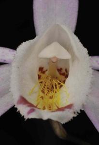 Pleione hookeriana