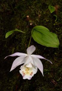 Pleione hookeriana