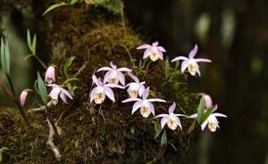 Pleione hookeriana