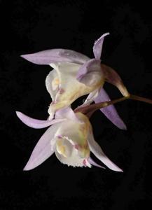 Pleione hookeriana