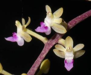 Cleisostoma arietinum