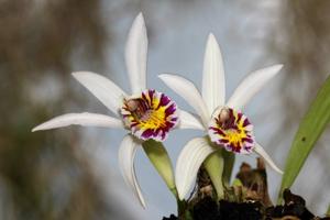 Pleione maculata