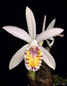 Pleione maculata